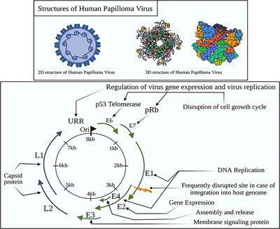 Governing HPV-related carcinoma using vaccines: Bottlenecks and breakthroughs
